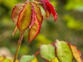 2014_10_16_112738-