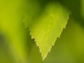 2015_06_06_080319-