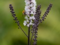 2015_09_05_141542-