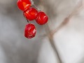 2015_12_12_124341-