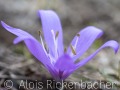 2025-03-09-001-Lichtblume-