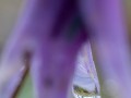 2025-03-15-010-Hundszahnlilie-