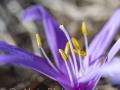 2025-03-20-001-Lichtblume-