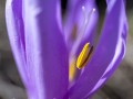 2025-03-20-002-Lichtblume-