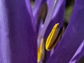 2025-03-20-004-Lichtblume-