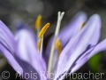 2025-03-20-005-Lichtblume-