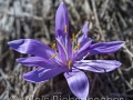 2025-03-20-011-Lichtblume-