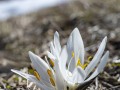 2025-03-20-020-Lichtblume-