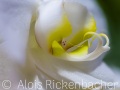 2025-12-23-001-ohne-NEF-