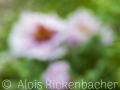 2025-05-04-031-