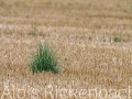 2026-08-06-007-